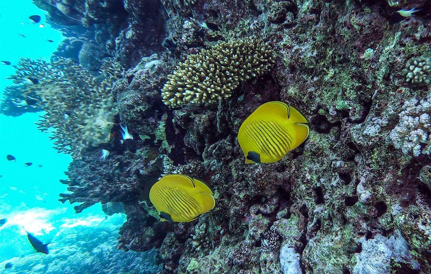 Egypt tourism revival threatens marine ecosystem